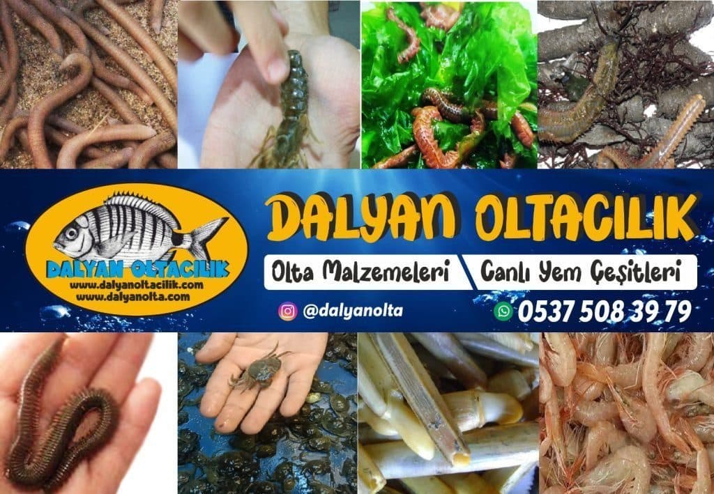 Online Canlı Yem Siparişi Güvenli mi? Online Canlı Yem Siparişi Güvenli mi?